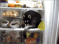 perro escondido dentro de la heladera