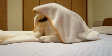 perro escondiendose en toalla sobre la cama