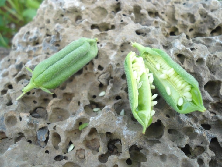 fruto de la planta de Sésamo 