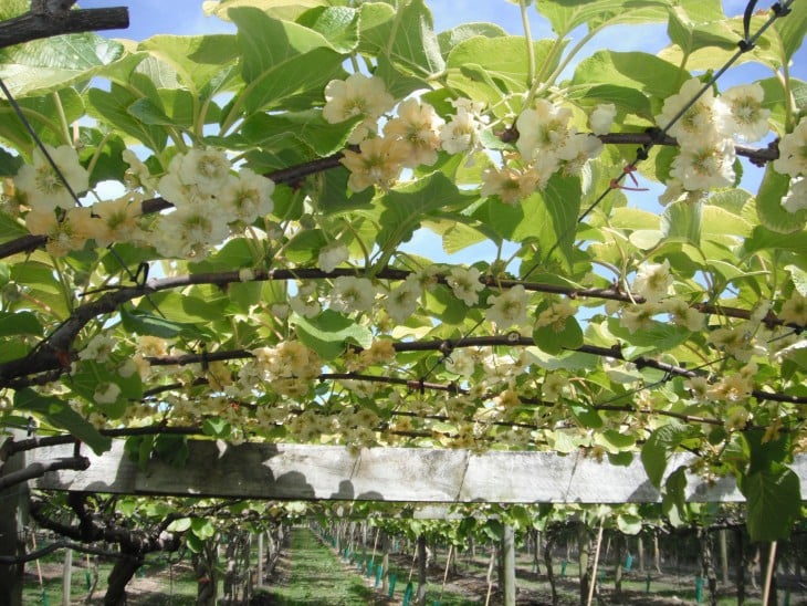 parral lleno de flores de kiwi