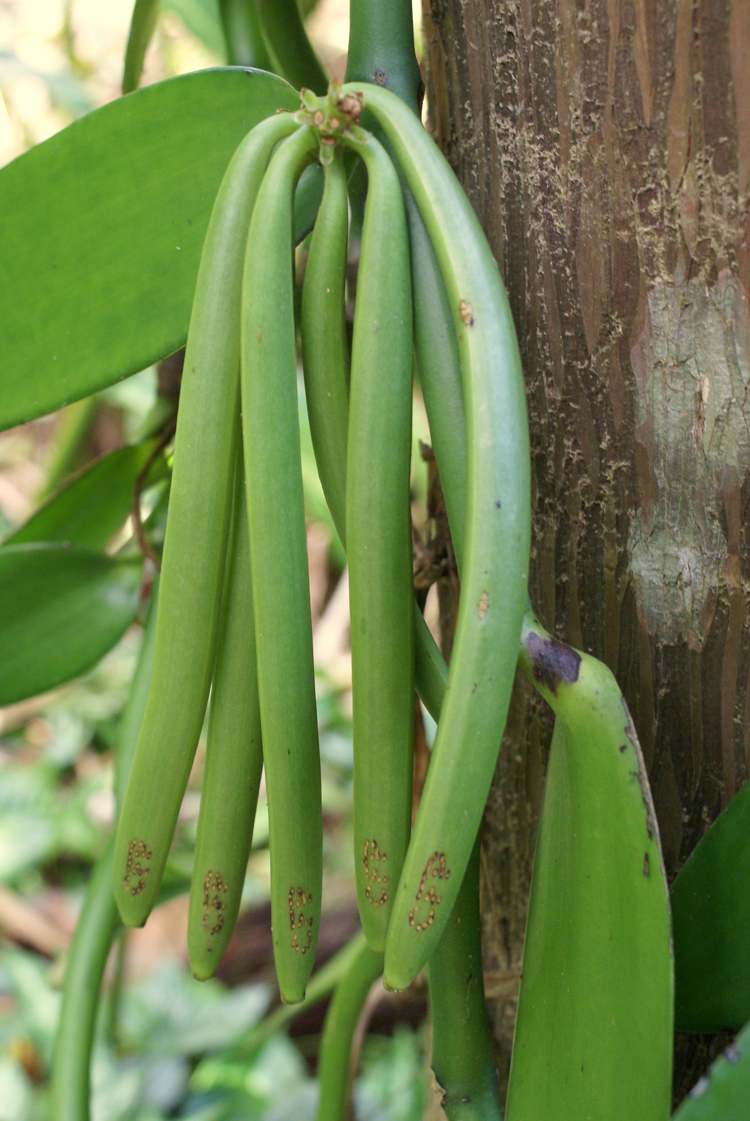 Como crecen frutas, verduras y especies en la tierra