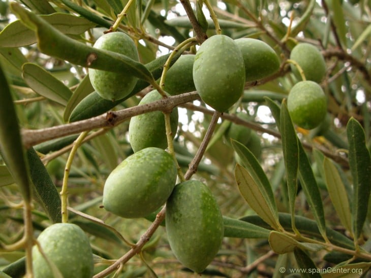 rama con oaceitunas colgando