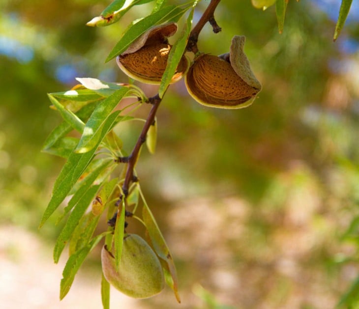 Almendras frutos