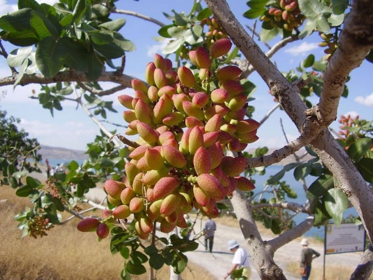 Pistachos en los arboles