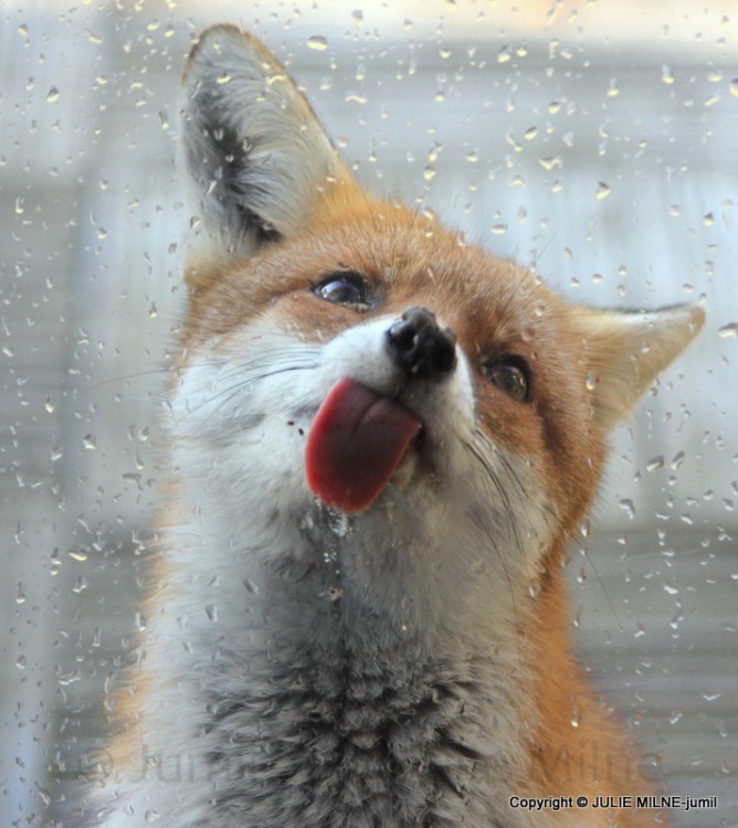 zorro con lengua lamiendo un vidrio