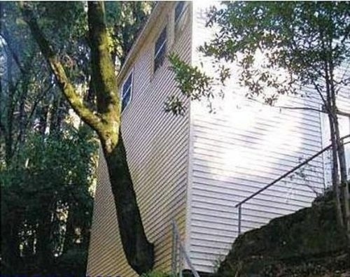 árbol atravesando la pared de una casa 
