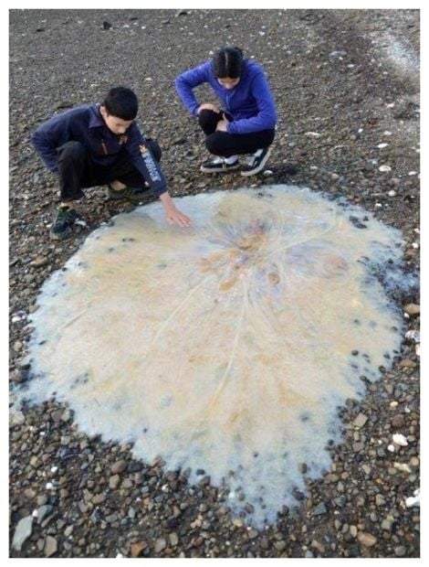 medusa gigante siendo tocada por personas 