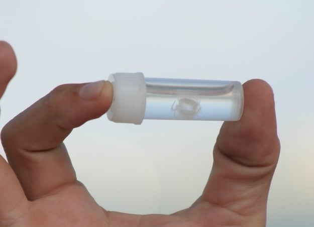 medusa pequeña en un frasco 