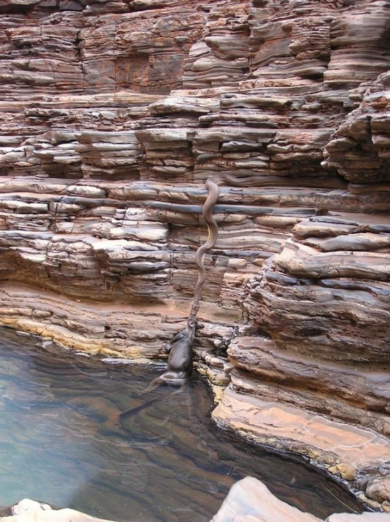 piton enorme en las piedras levantando un canguro con la boca 