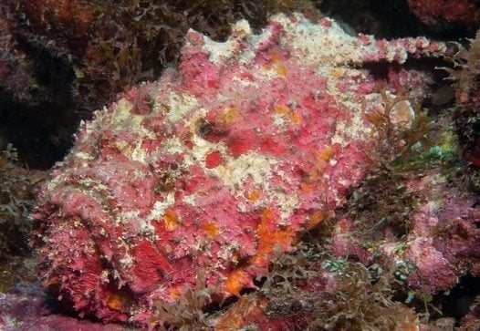 pez piedra camuflado con un coral 