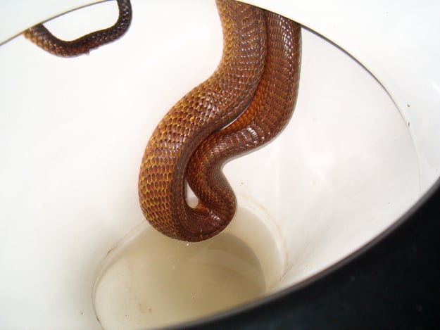 serpiente en la taza de un baño 