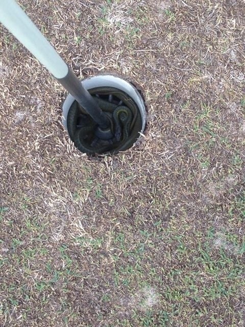 nido de serpientes en el hoyo de un campo de golf 