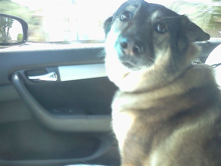 perro con cara de compasion sentado en el coche