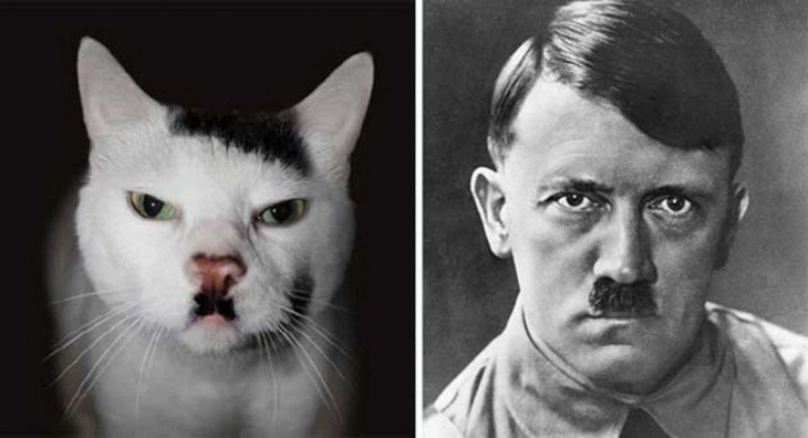 Gato que se parece a Hitler, Kitler