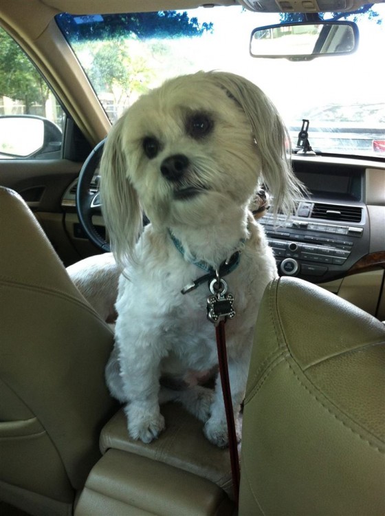 perro blanco en el asiento de un coche 