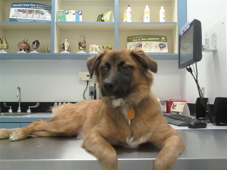 perro aburrido esperando acostado en la plancha de una veterinaria