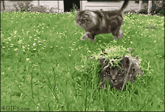 gato caminando por el jardín, se asusta de otro gato