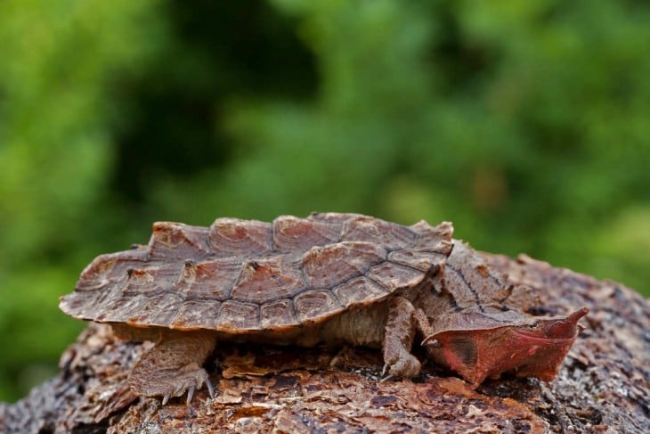 tortuga que tiene un caparazón como si fuera una roca 