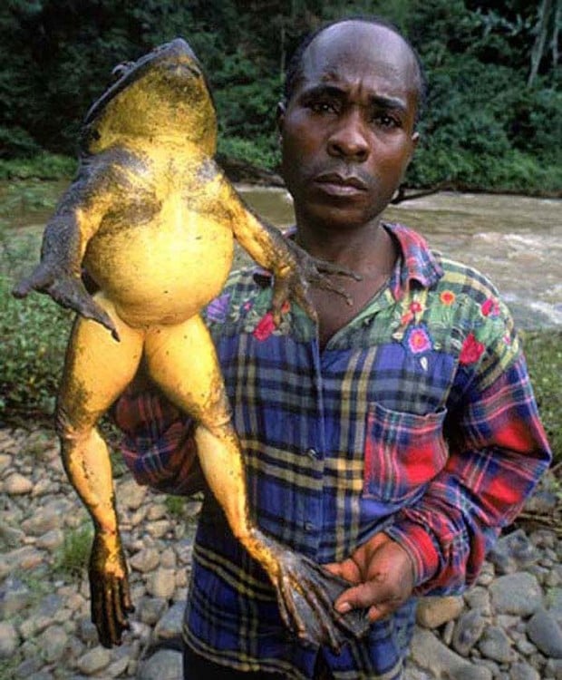 Hombre de raza negra sosteniendo con su mano una enorme rana 