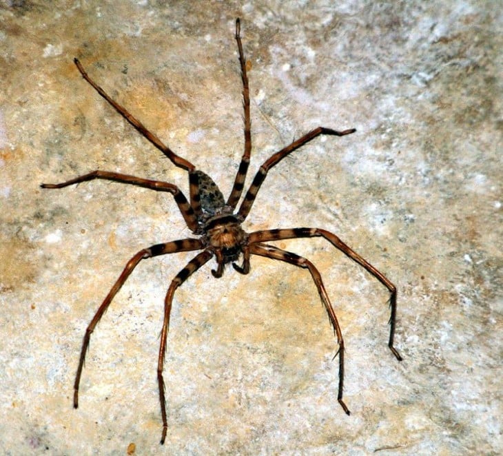 imagen cerca de una araña gigante sobre una piedra 