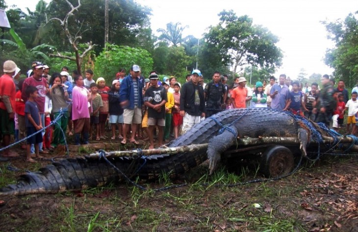 Gente reunida alrededor de un cocodrilo extremadamente largo capturado 