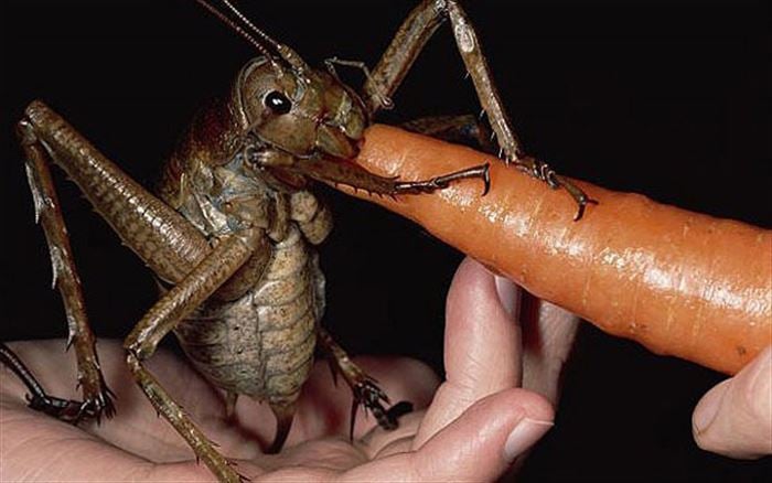 Un grillo de gran tamaño sobre la mano de una persona comiéndose una zanahoria 