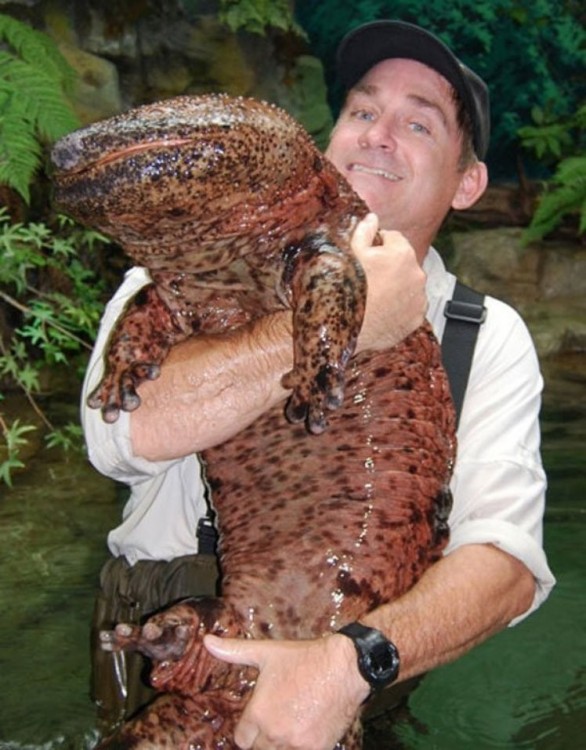 Hombre cargando una salamandra gigante encontrada en un lago de China 