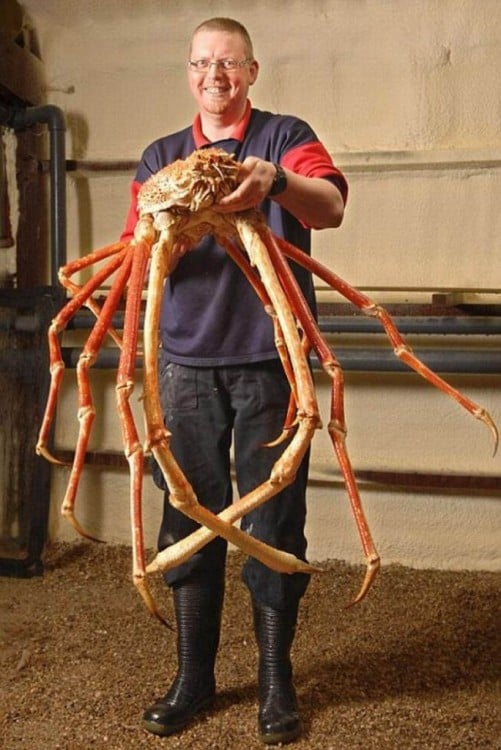 Una persona cargando en sus manos a un cangrejo gigante 