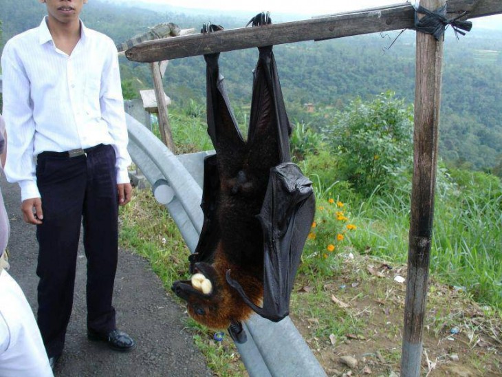 Imagen de un chico que esta a un costado de un murciélago enorme colgado de un palo de madera 