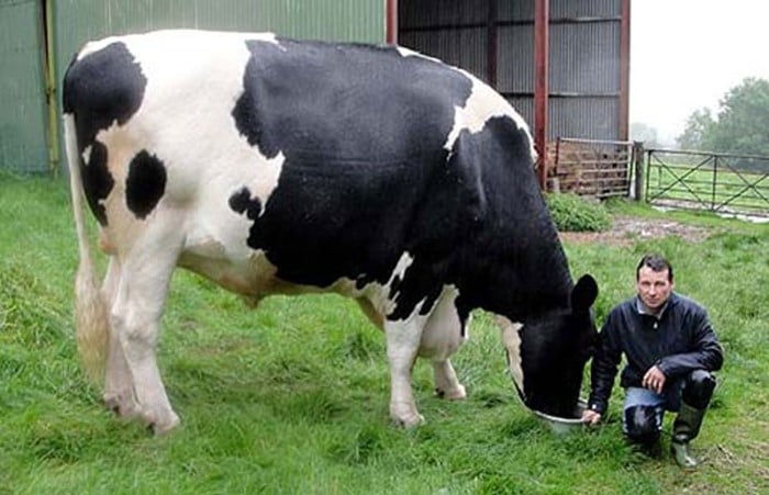 La vaca más grande del mundo junto a su amo agachado en el pasto 