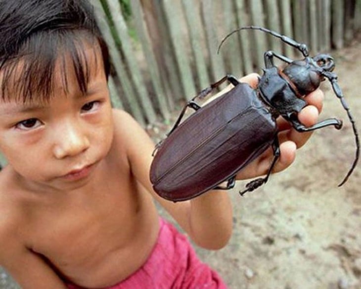 Niño sosteniendo en su mano un escarabajo enorme 