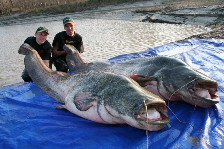 Dos personas sujetando la cola de dos peces gato chinos 