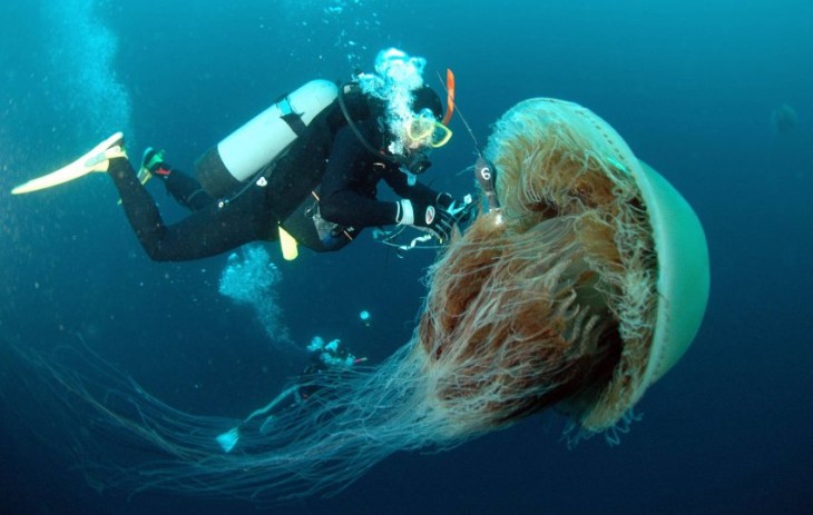 Una buzo cerca de una medusa Nomura considerada una de las más grandes de su especie 