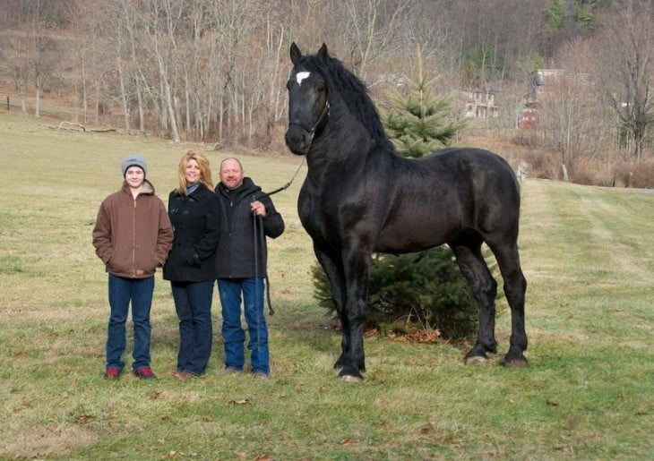 Fotografía de tres personas a lado de un caballo percherón enorme en color negro 