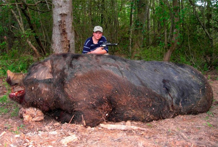 Un cerdo gigante muerto con un niño cazador de 11 años recargando sus brazos sobre su lomo 