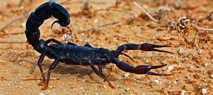 Fotografía de un escorpión 