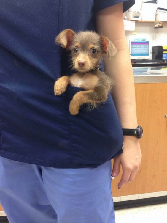 Perrito en la bolsa de una camisa 