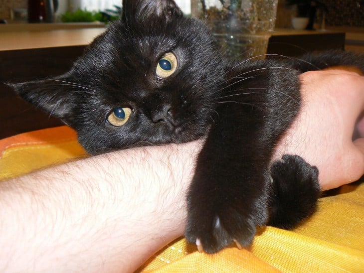 Gato negro abrazando el brazo de su amo 