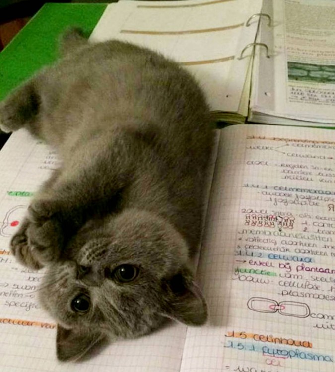 Gato gris arriba de los cuadernos de su dueño que está estudiando 