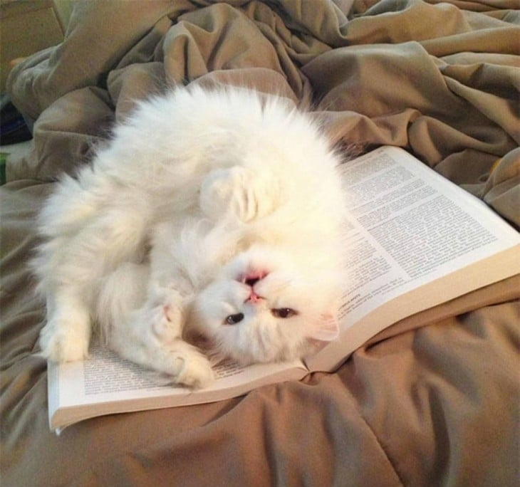 Gato acostado arriba de un libro 