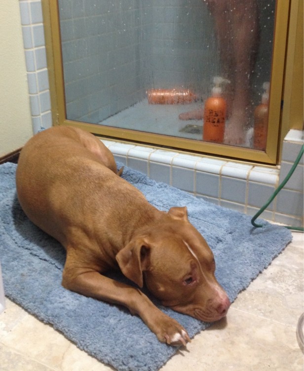 Perro esperando que su dueño termine de bañarse 