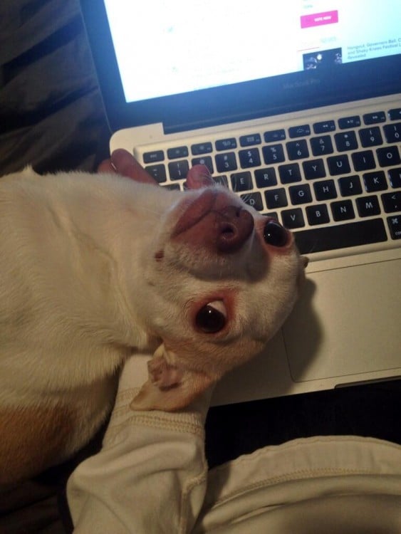 Perro chihuahua con la cabeza arriba de una laptop 