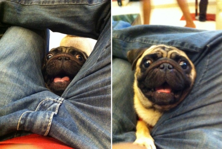 Perro pug asomado entre las piernas de su dueño 