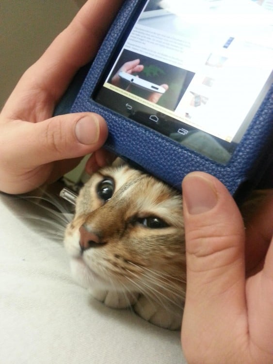 Gato con la cabeza abajo de un celular 