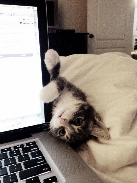 Gato acostado al lado de una laptop 