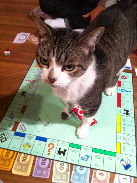Gato arriba de un juego de mesa de Monopoly 