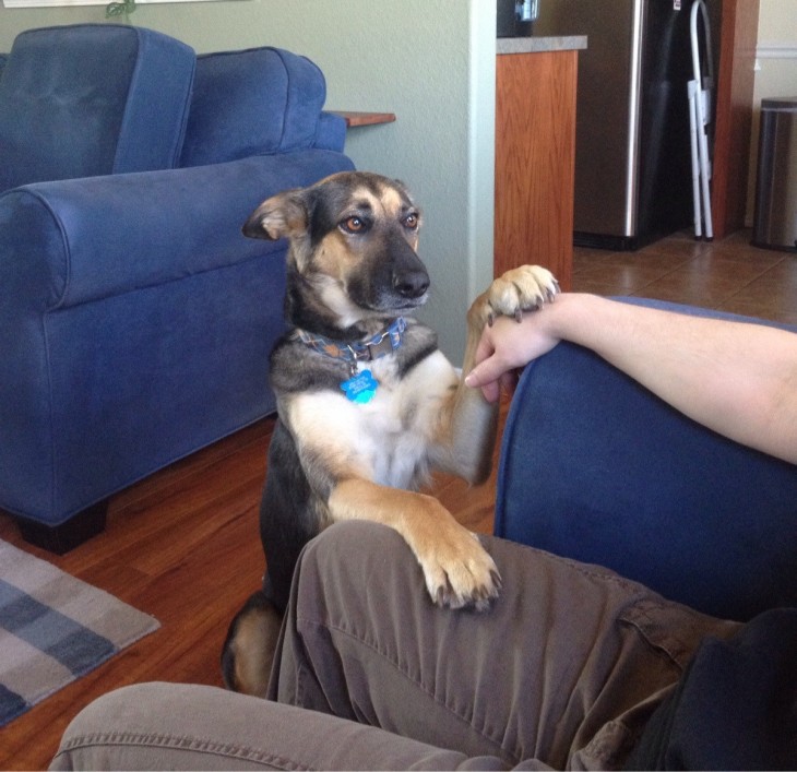 Perro dando la pata a su amo 