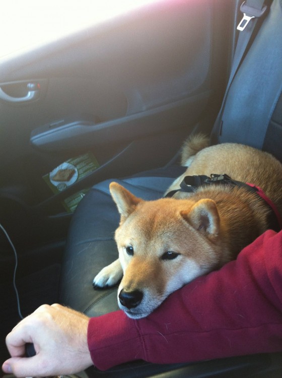 Perro recargado en el brazo de su amo mientras maneja 