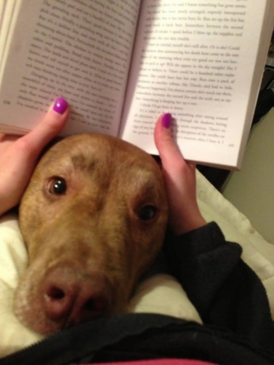 Perro con la cabeza metida entre un libro 