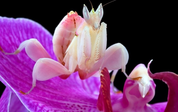 Mantis religiosa sobre una flor simulando ser parte de la flor